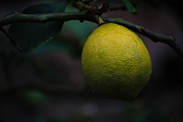 Citrontræets hemmeligheder: Sådan dyrker du det perfekte citrontræ derhjemme